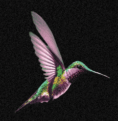 Humming Bird Bird GIF by Nap-Art Imprimeurs