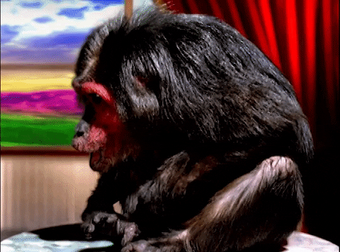 Monkey Music Monkey GIF - Monkey Music Monkey Monkey Listening To The Music  - Discover & Share GIFs