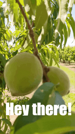 GIF by Tree-Ripe Fruit Co.