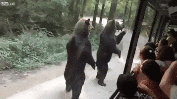 bear comments GIF by ViralHog