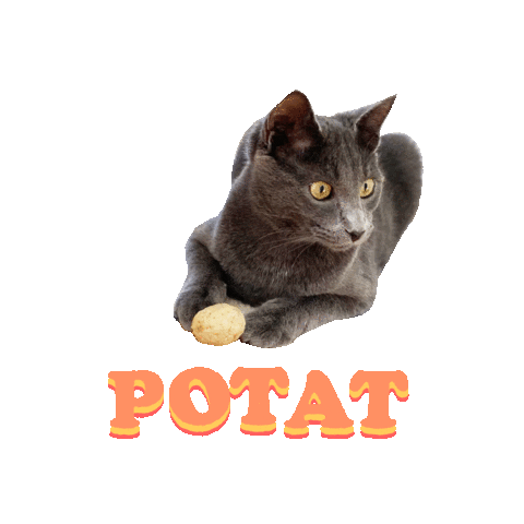 Cat Sticker