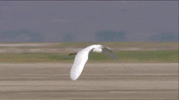 Fly Flying GIF by U.S. Fish and Wildlife Service