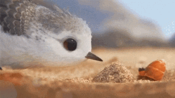 Bird GIF