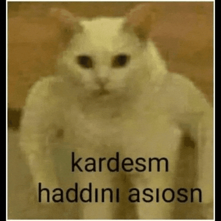 Cat GIF