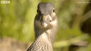 uk duck GIF by BBC Earth