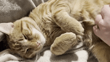 Cat Kat GIF by Dutch Media Sisters