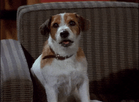 Dog Argue GIF by Paramount+
