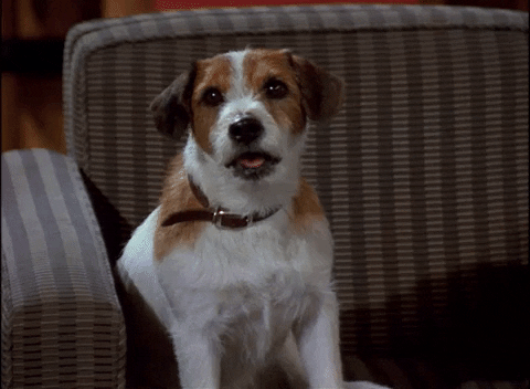 Bark GIFs - Get the best GIF on GIPHY