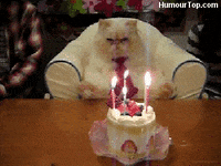 Anniversaire Gateau Gif By Jacquet Brossard Find Share On Giphy