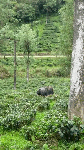 Buffalo GIF