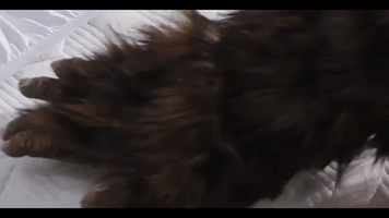 youtube bigfoot GIF by Purple