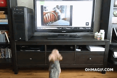 Jumping Home Video GIF - Find & Share on GIPHY
