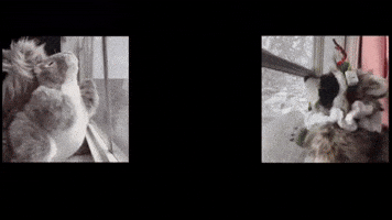 Squirrel Dancing GIF