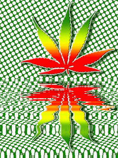 ganja
