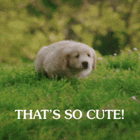 so excited dog gif