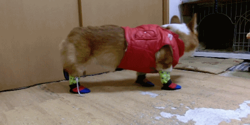 corgi