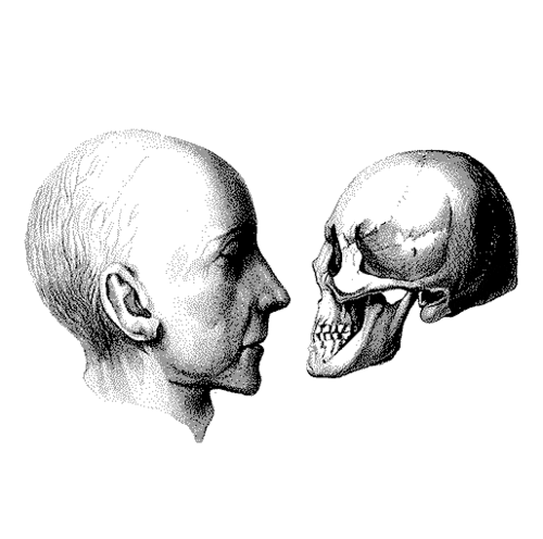 anatomy