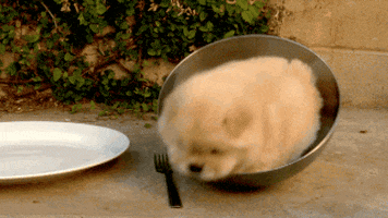 Puppy Bowl Dog GIF