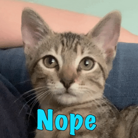 Cat GIF