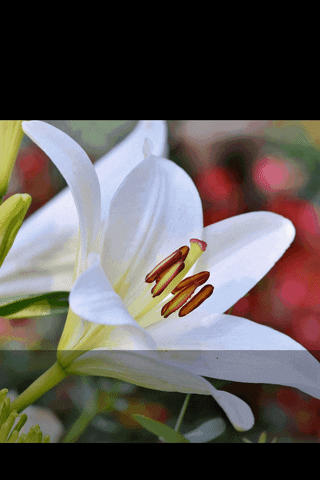 Wedding Flowers Aylesbury GIF