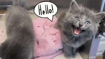 Cats Hello GIF by Peninsula Humane Society & SPCA