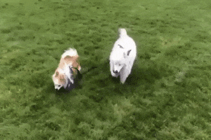 heidizaichickstea  GIF