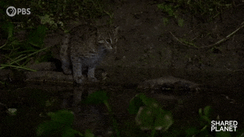 Pounce Episode 1 GIF by PBS