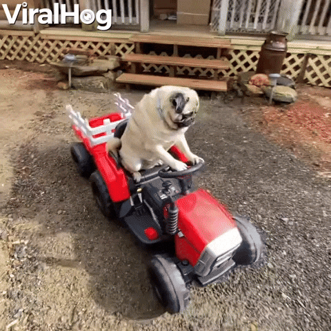 Video gif. Pug sits on a red toy tractor as it drives down a rocky driveway. The pug looks around calmly and licks his nose.