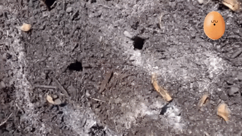 Egg GIF