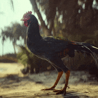 Got You Chicken GIF by Far Cry 6
