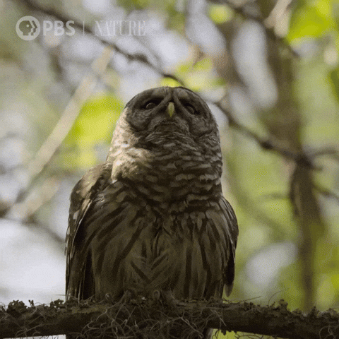 Explore Pbs Nature GIF by Nature on PBS