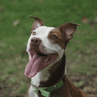 Healthy Dog Gifs Get The Best Gif On Giphy