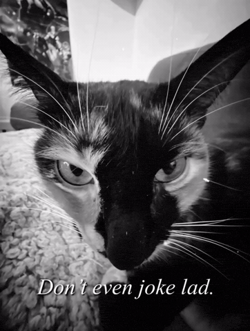 Cat Joke GIF