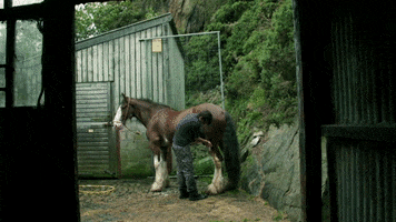 Isle Of Man Horse GIF by Culture Vannin