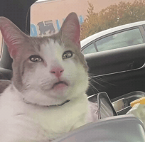Cat Eyes GIF