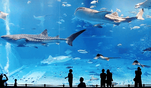 oceanarium meaning, definitions, synonyms
