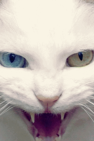 cat glaring GIF
