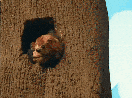 Season 1 Squirrel GIF by Nanalan'