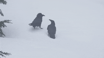 Snow Fall Over GIF by plusQA_test_partner