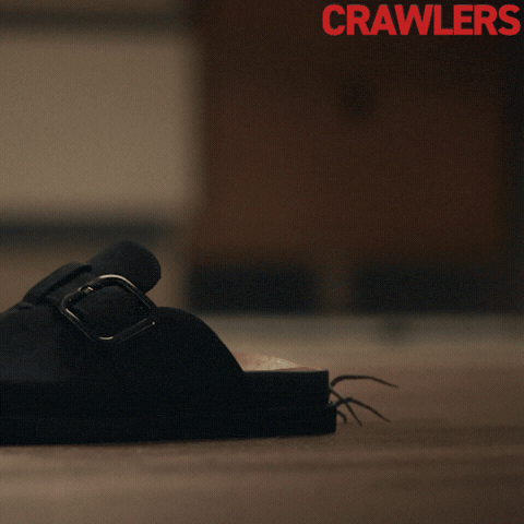 Shoes Spider GIF by Roadside Attractions