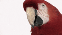 Minecraft Parrot Gifs Get The Best Gif On Giphy Minecraft Parrot Gifs Get The Best Gif On Giphy