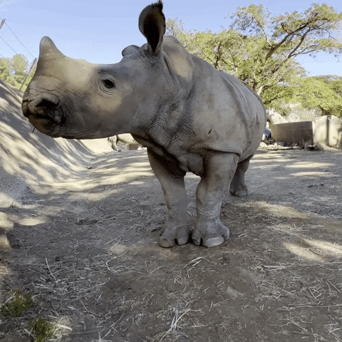 Rhino-calf GIFs - Get the best GIF on GIPHY