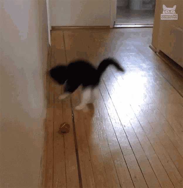 Jumping Play With Me GIF