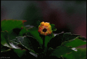flower blooming GIF