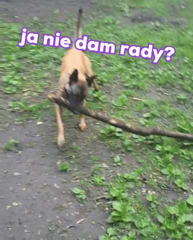 Stick Malinois GIF