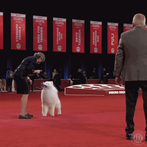 Dog Show GIF by American Kennel Club