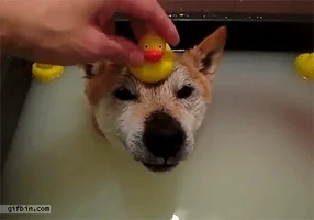 dog head GIF