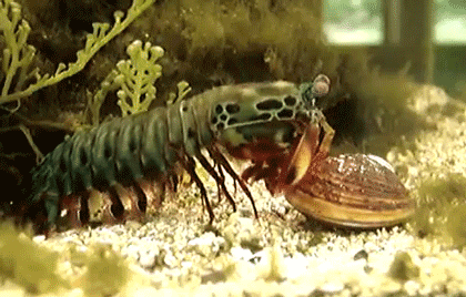 Mantis Shrimp Sea GIF - Find & Share on GIPHY