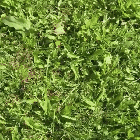 frau-w snackcontent frauw_fj GIF