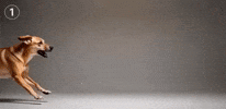 Dog GIF